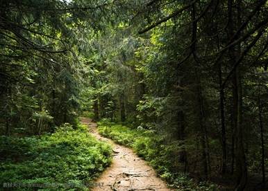 老鷹棲架及人工巢箱